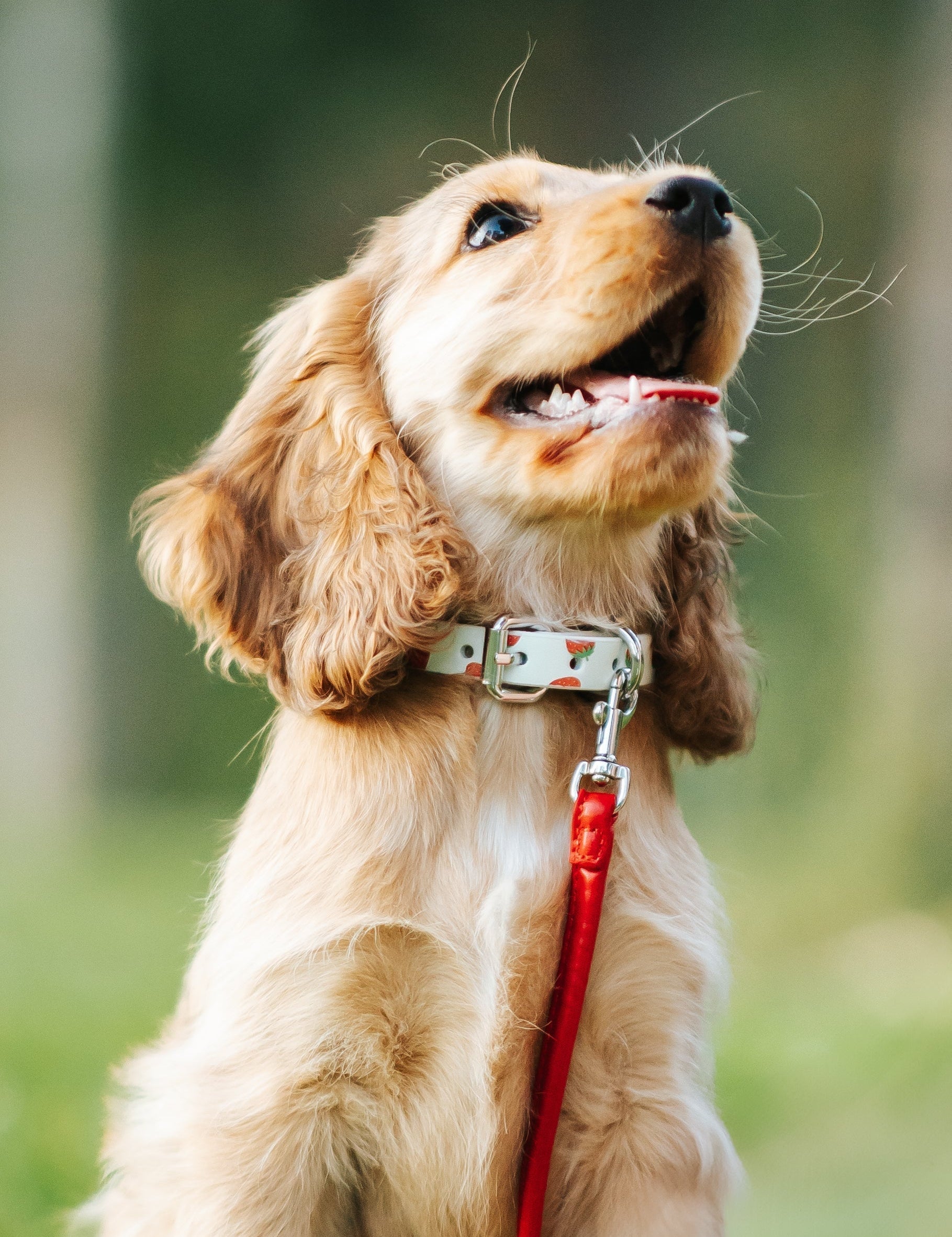 Welcome Your New Puppy: The Ultimate Guide & Checklist for New Dog Owners