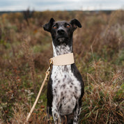 Beige Dog Lead