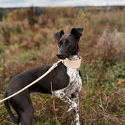 Beige Dog Lead