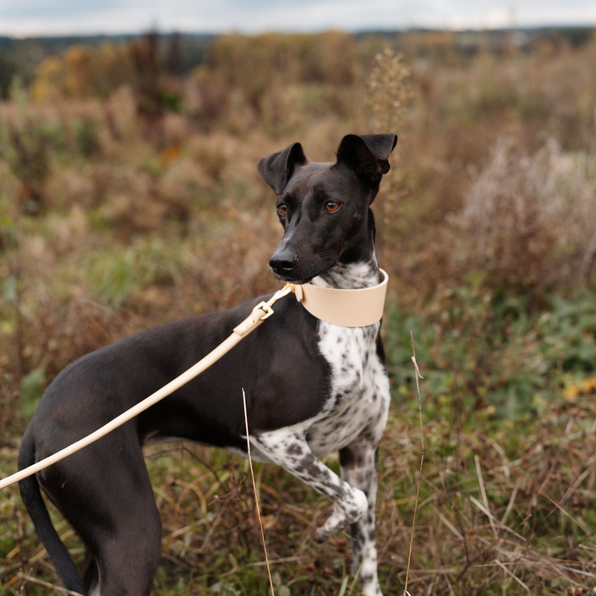 Beige Dog Lead
