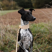 Beige Dog Collar Wide