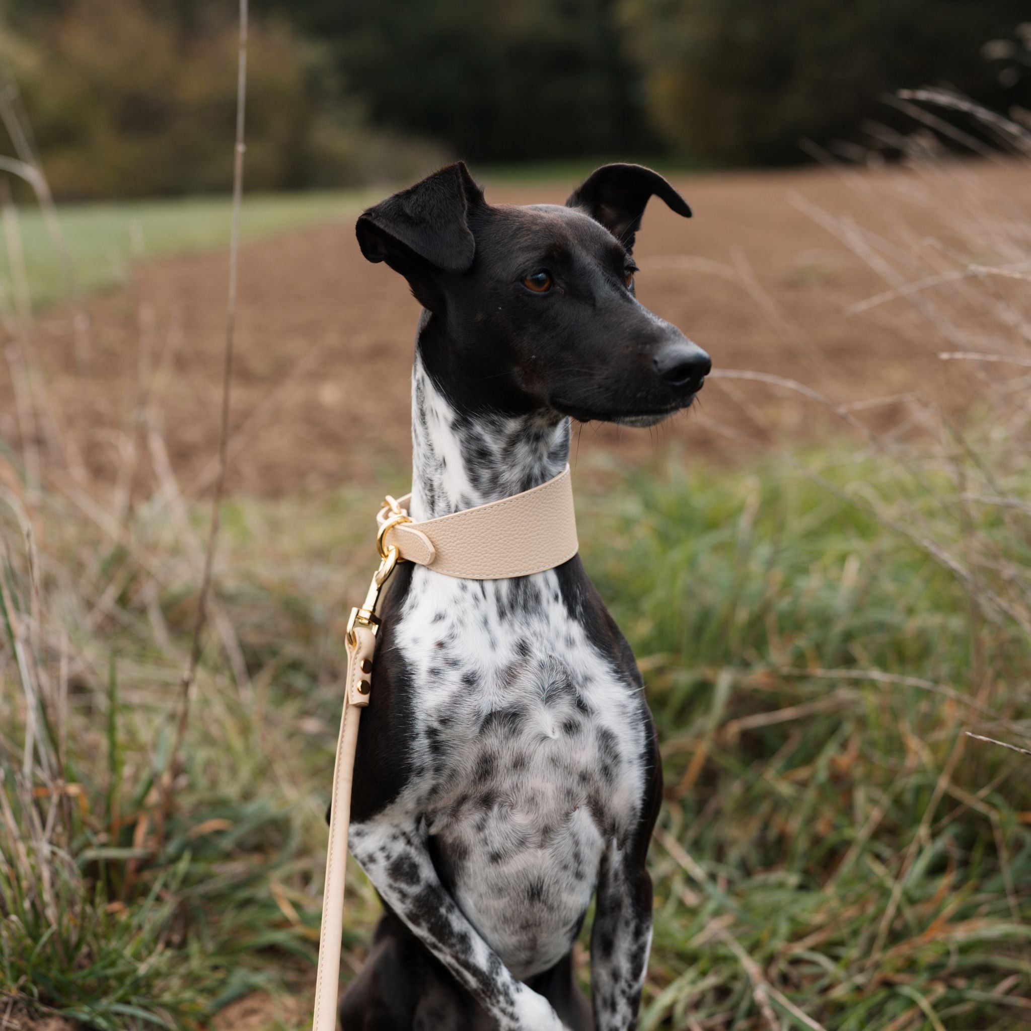 Beige Dog Collar Wide