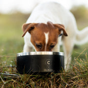 Black Dog Bowl