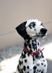 Red Dog Collar Thin