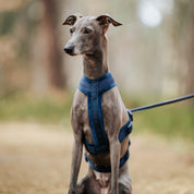 Dark Blue Y-Harness XS