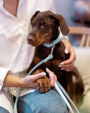 Baby Blue Croco Dog Collar Wide