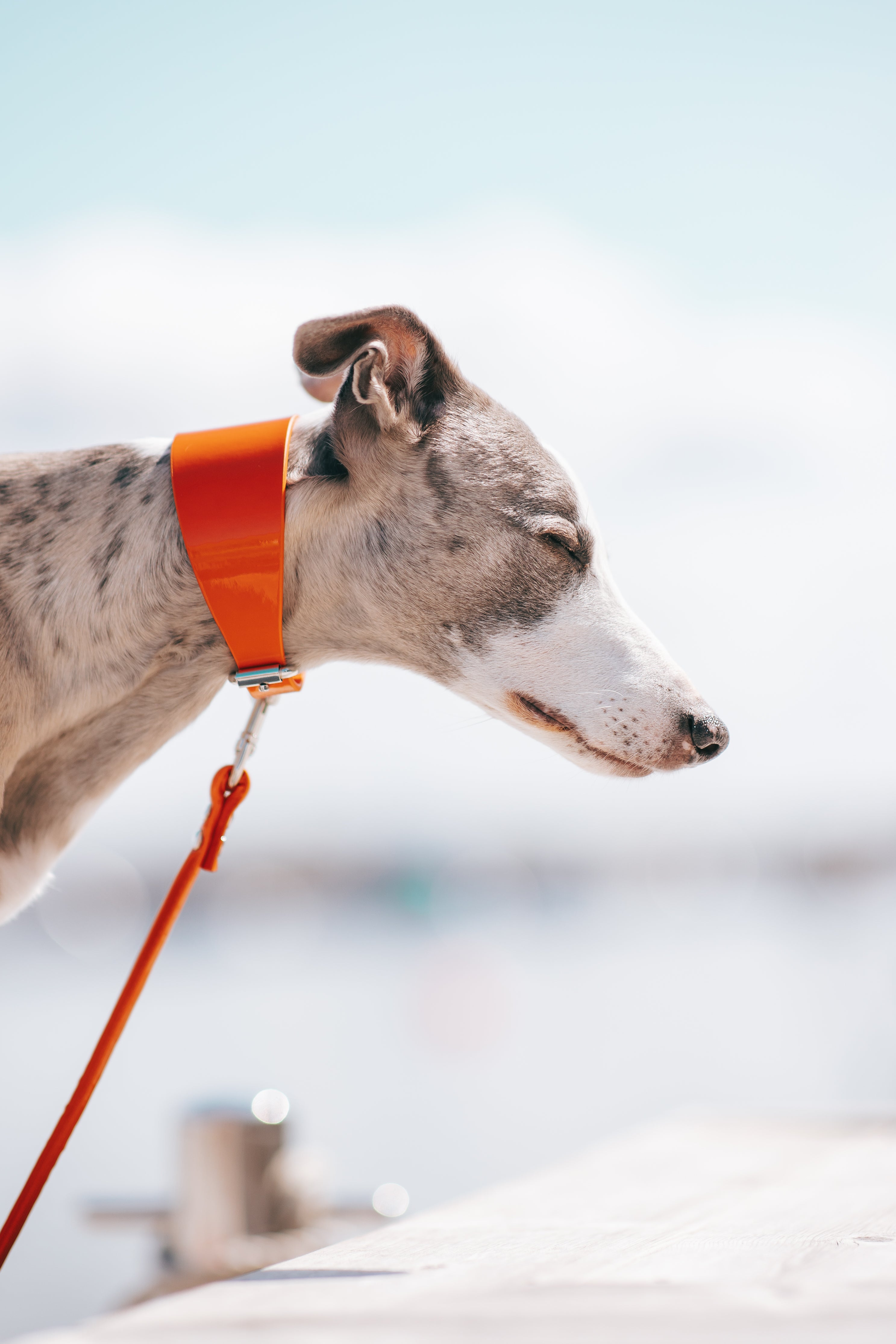 Glossy Orange Dog Collar Wide