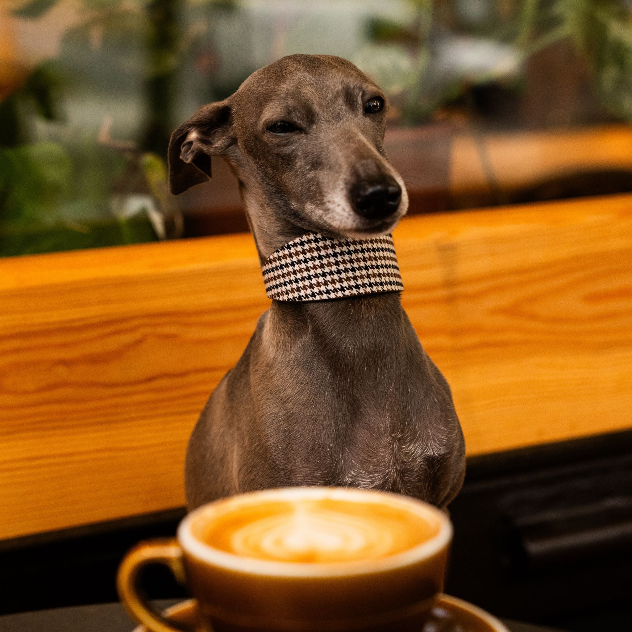 Houndstooth Dog Collar Wide