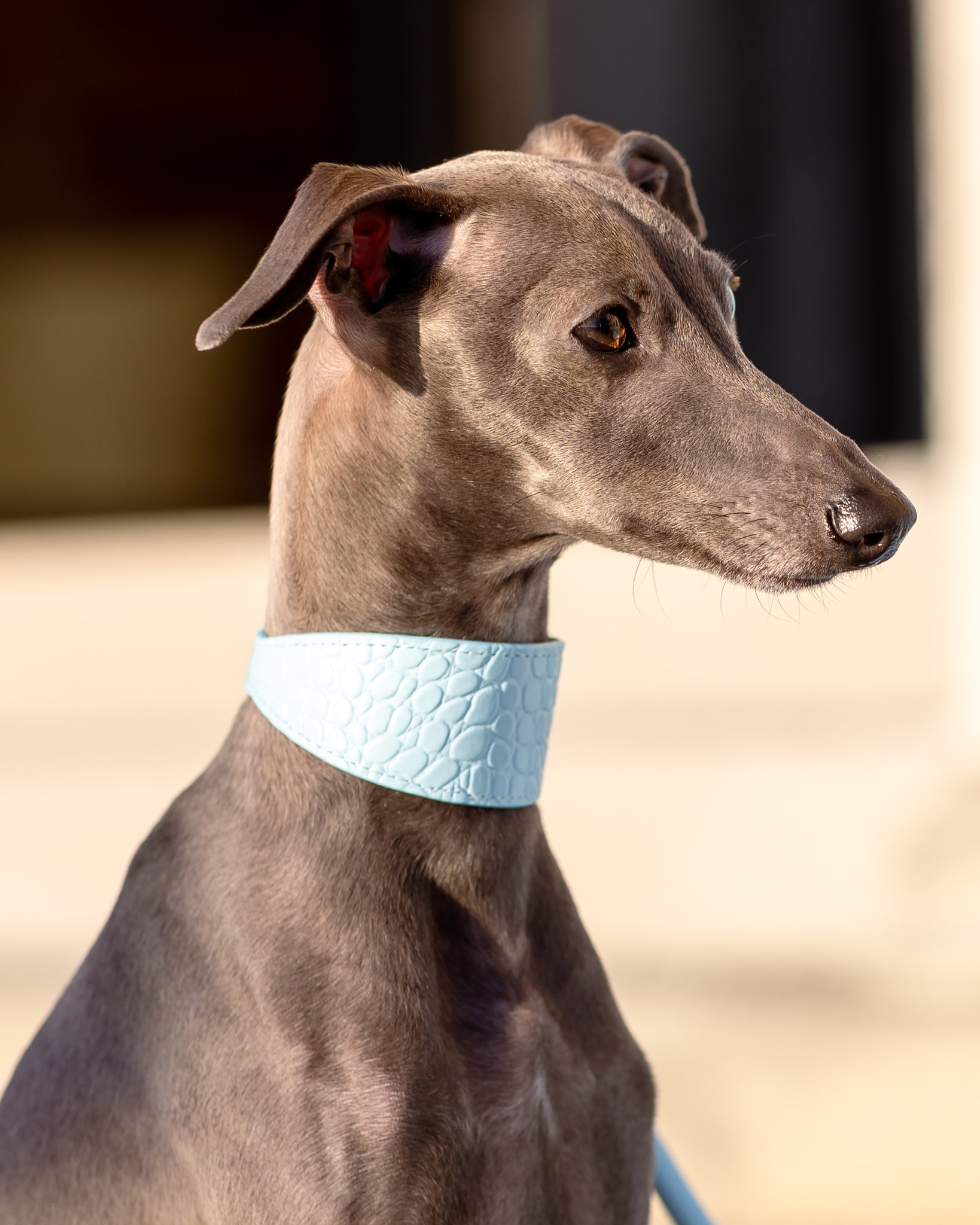 Baby Blue Croco Dog Collar Wide
