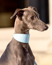 Baby Blue Croco Dog Collar Wide
