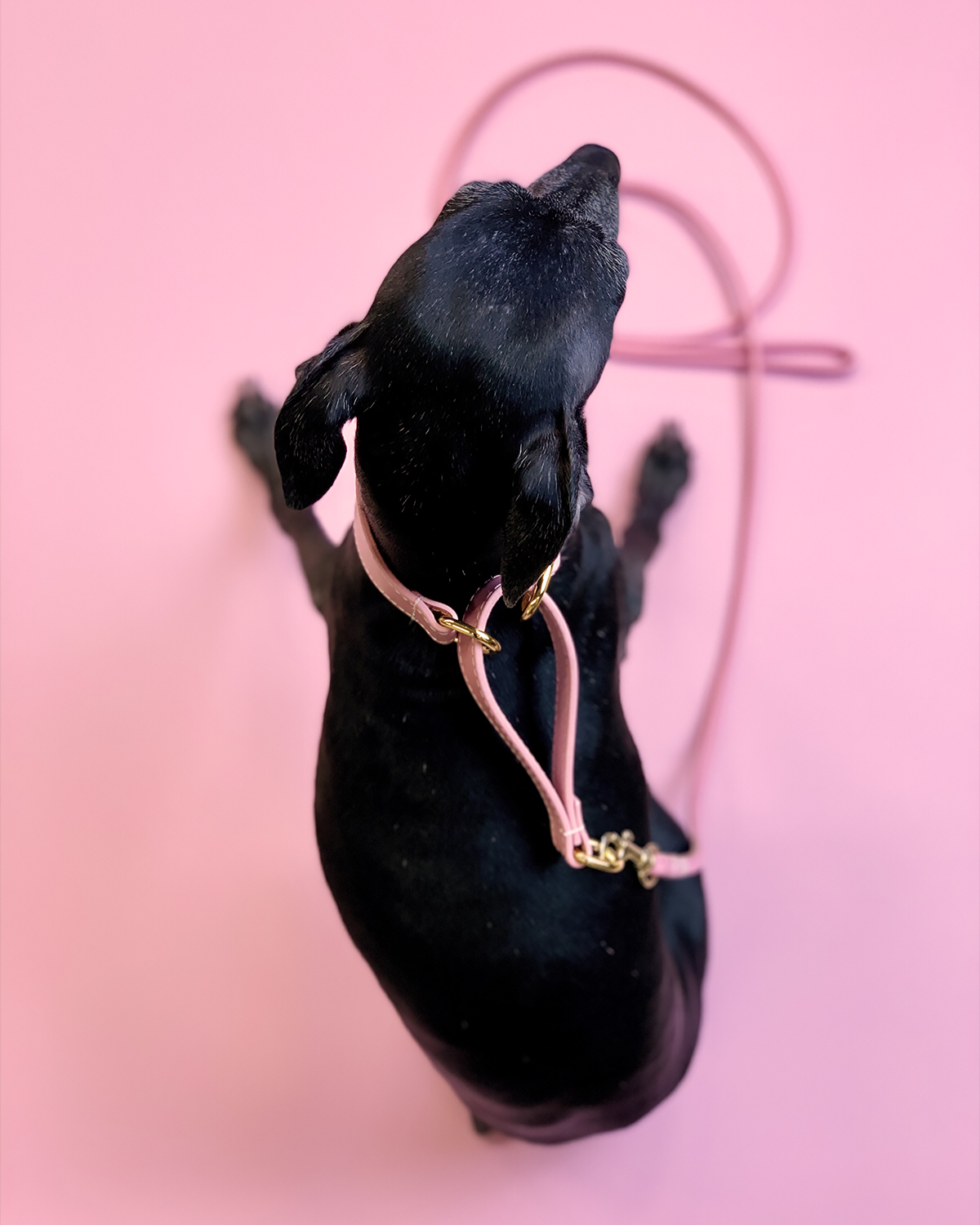 Pink Dog Martingale Wide