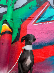 White Dog Lead