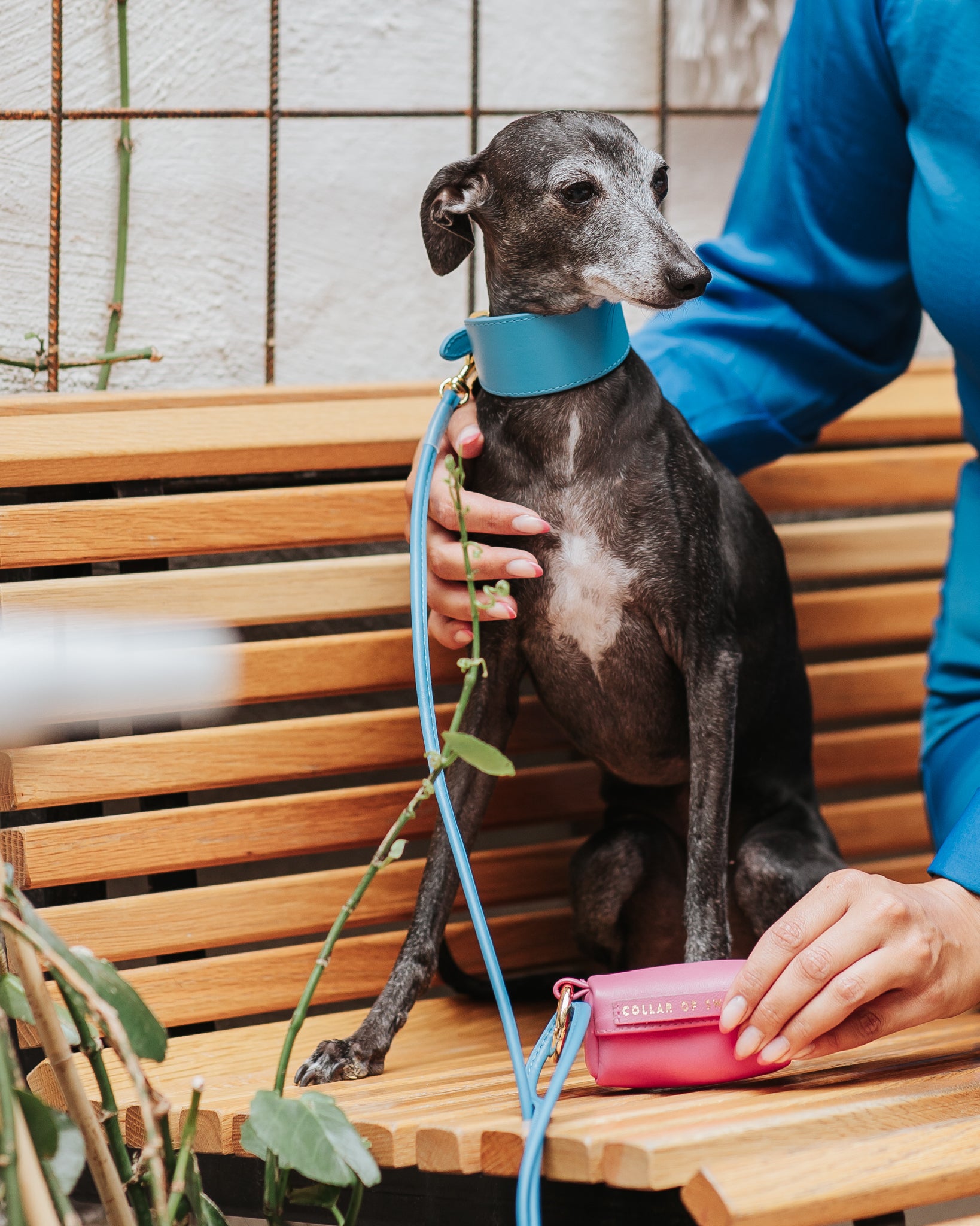 Neon Blue Dog Lead