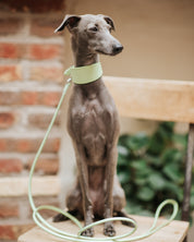 Pastel Green Dog Lead