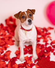 Red Dog Collar Thin