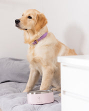 Light Pink Dog Bowl