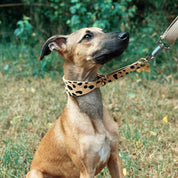 Leopard Dog Martingale Wide