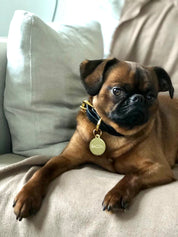 Panther Dog Collar Thin
