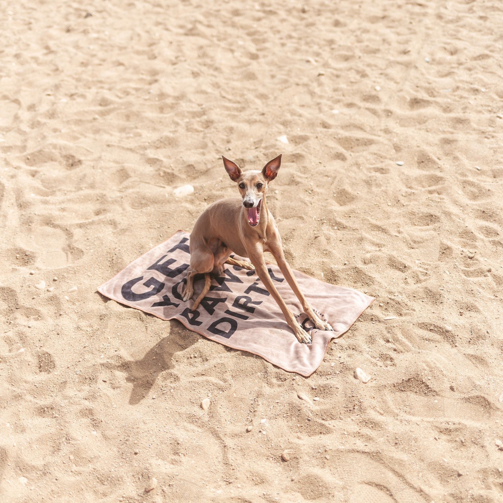 paw-towel-beach-italian-greyhound.jpg