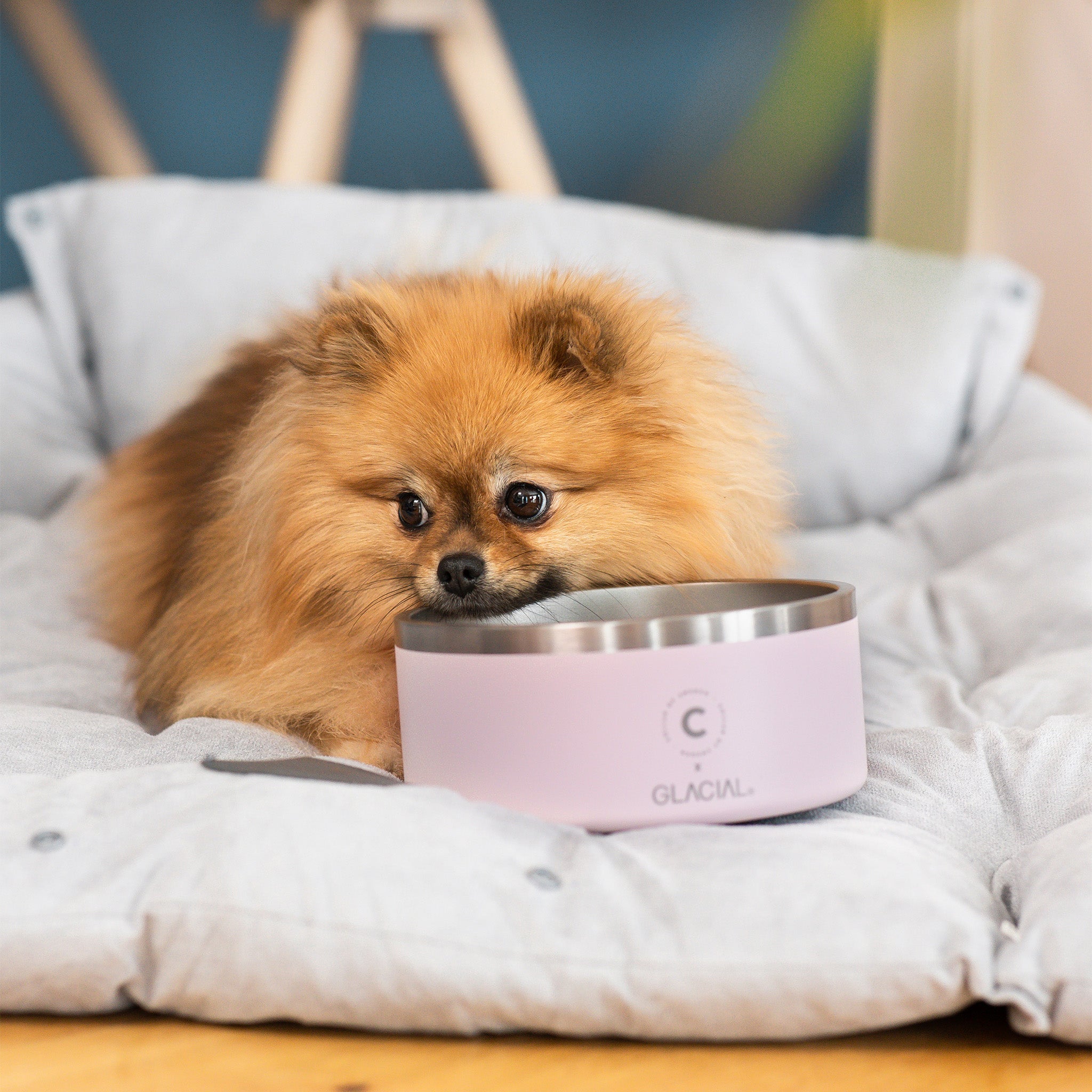 Light Pink Dog Bowl