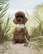 Pastel Green Dog Lead