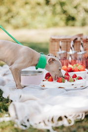 Pure Green Croco Dog Collar Wide