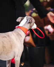 Pure Red Braided Dog Collar Wide