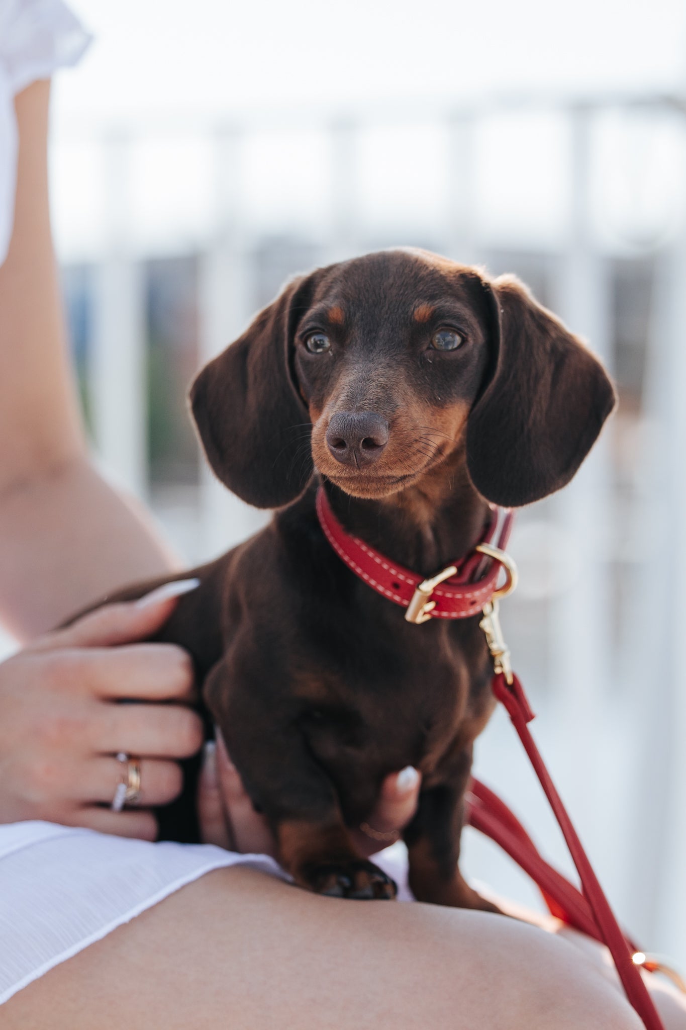 Red Dog Lead