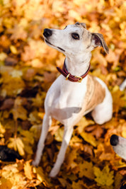 Burgundy Dog Collar Wide