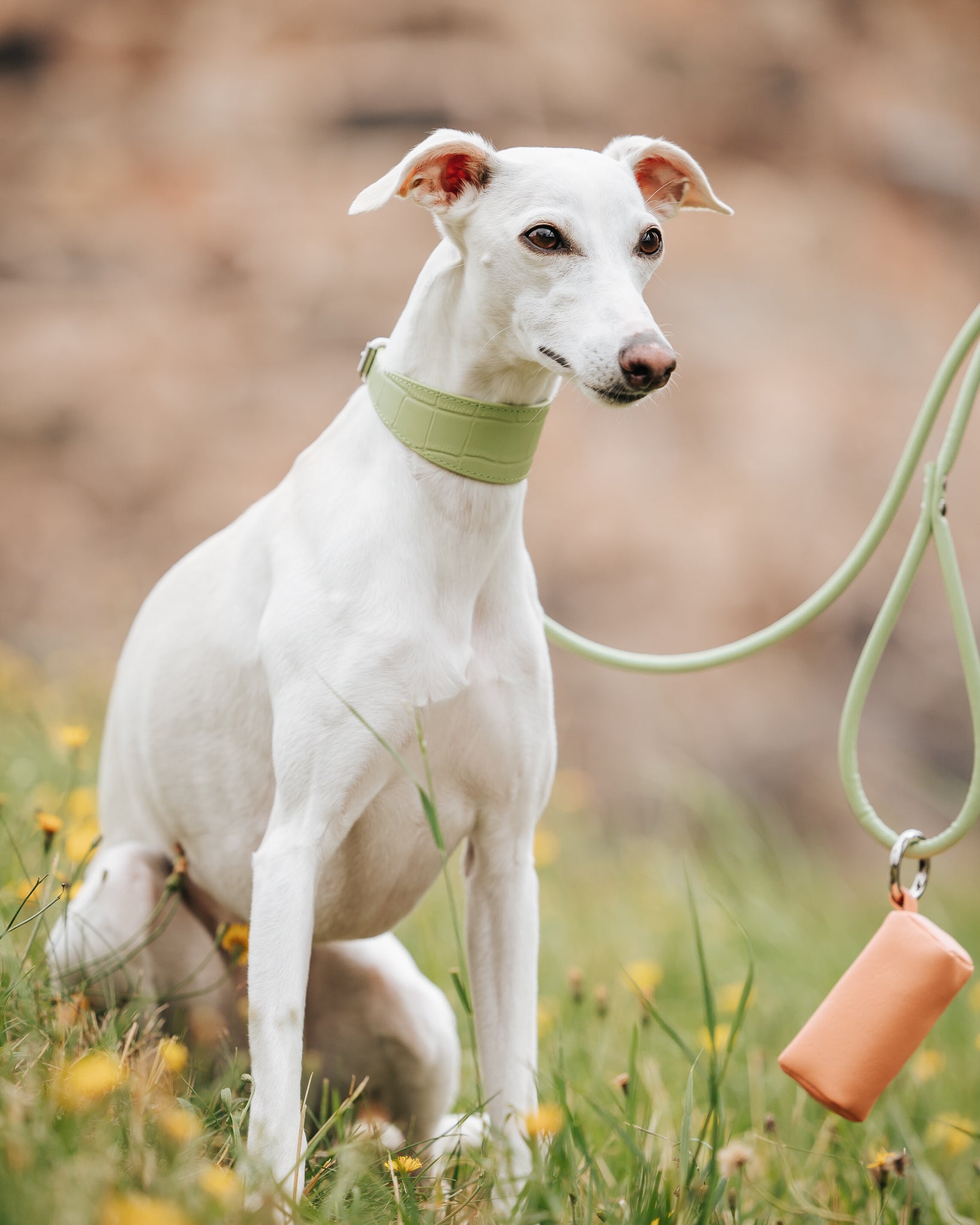 Pastel Green Dog Lead