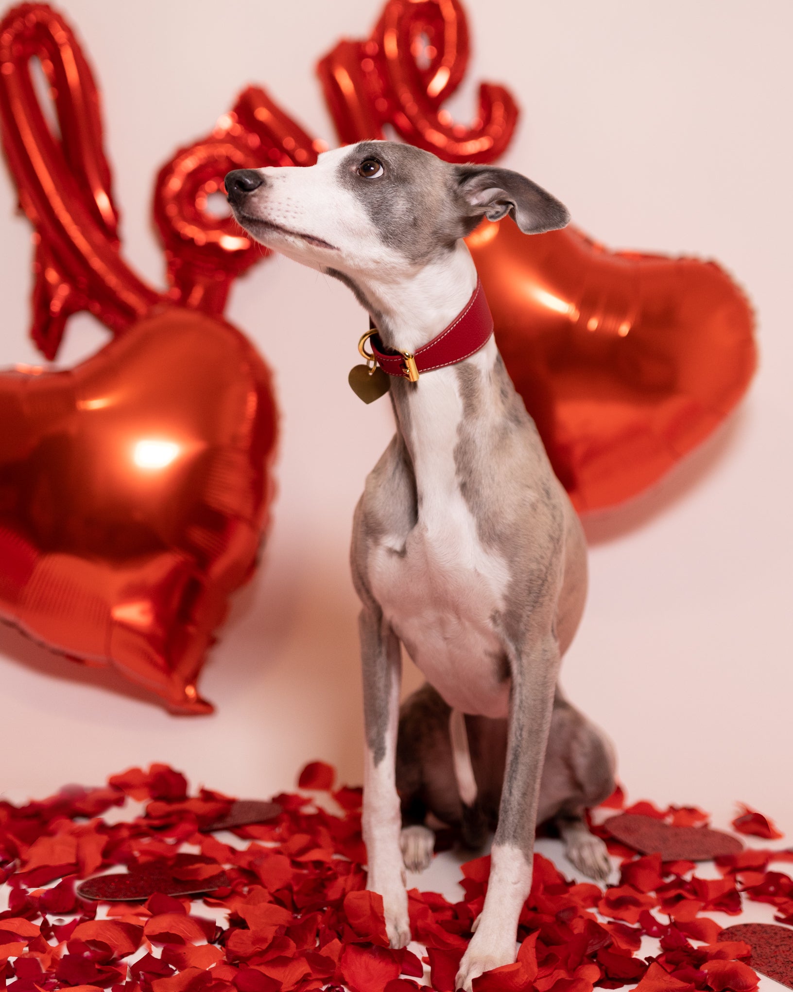 Red Dog Collar Wide