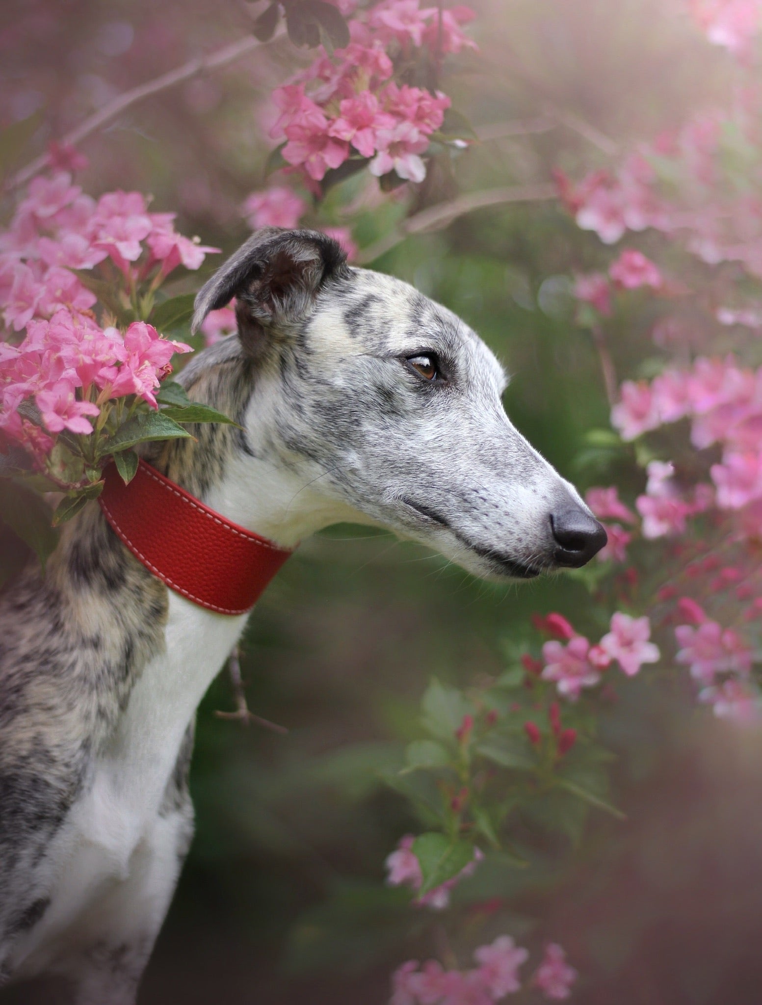 Red Dog Collar Wide