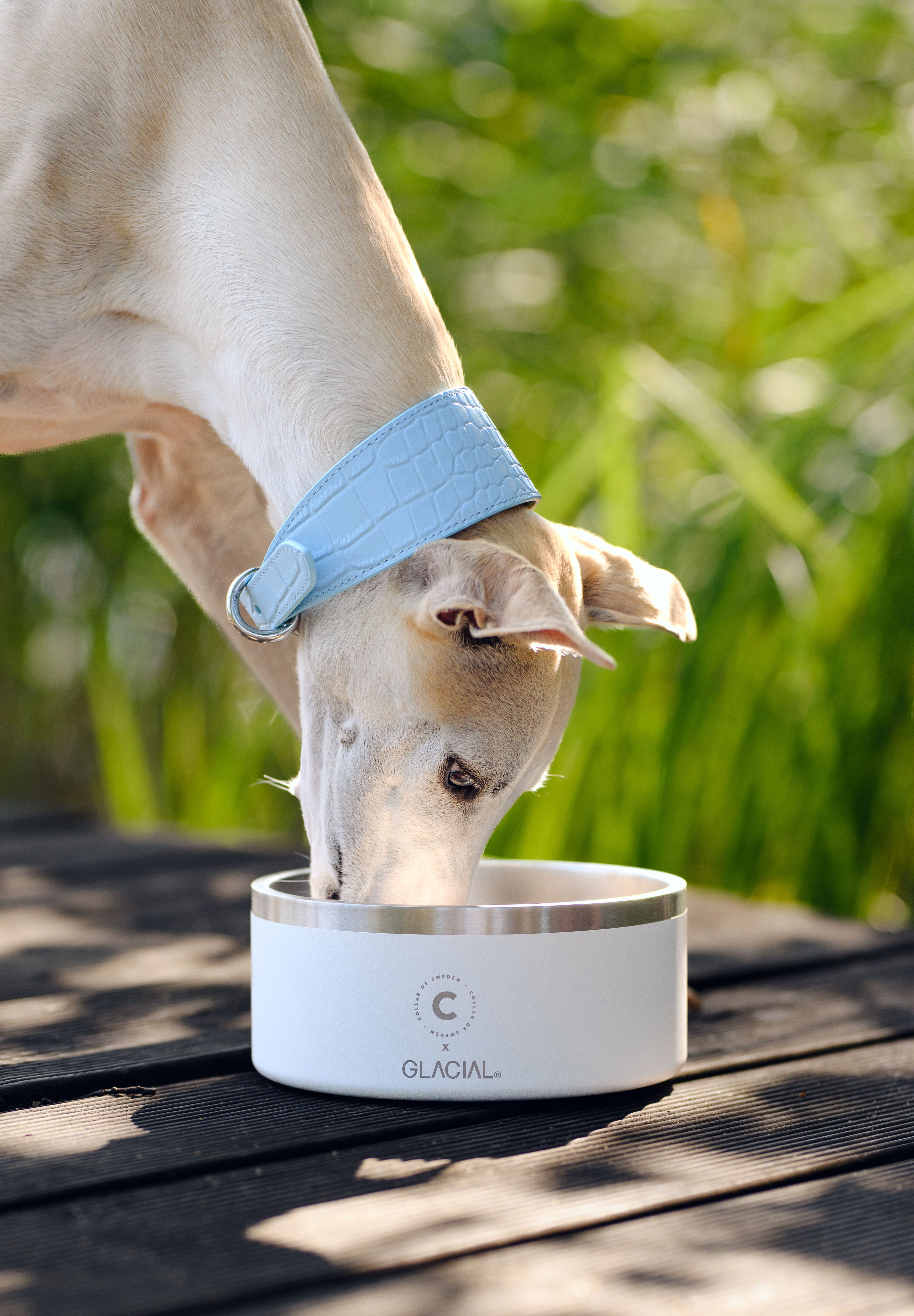 White Dog Bowl
