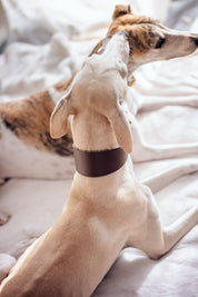 Coffee Brown Dog Collar Wide