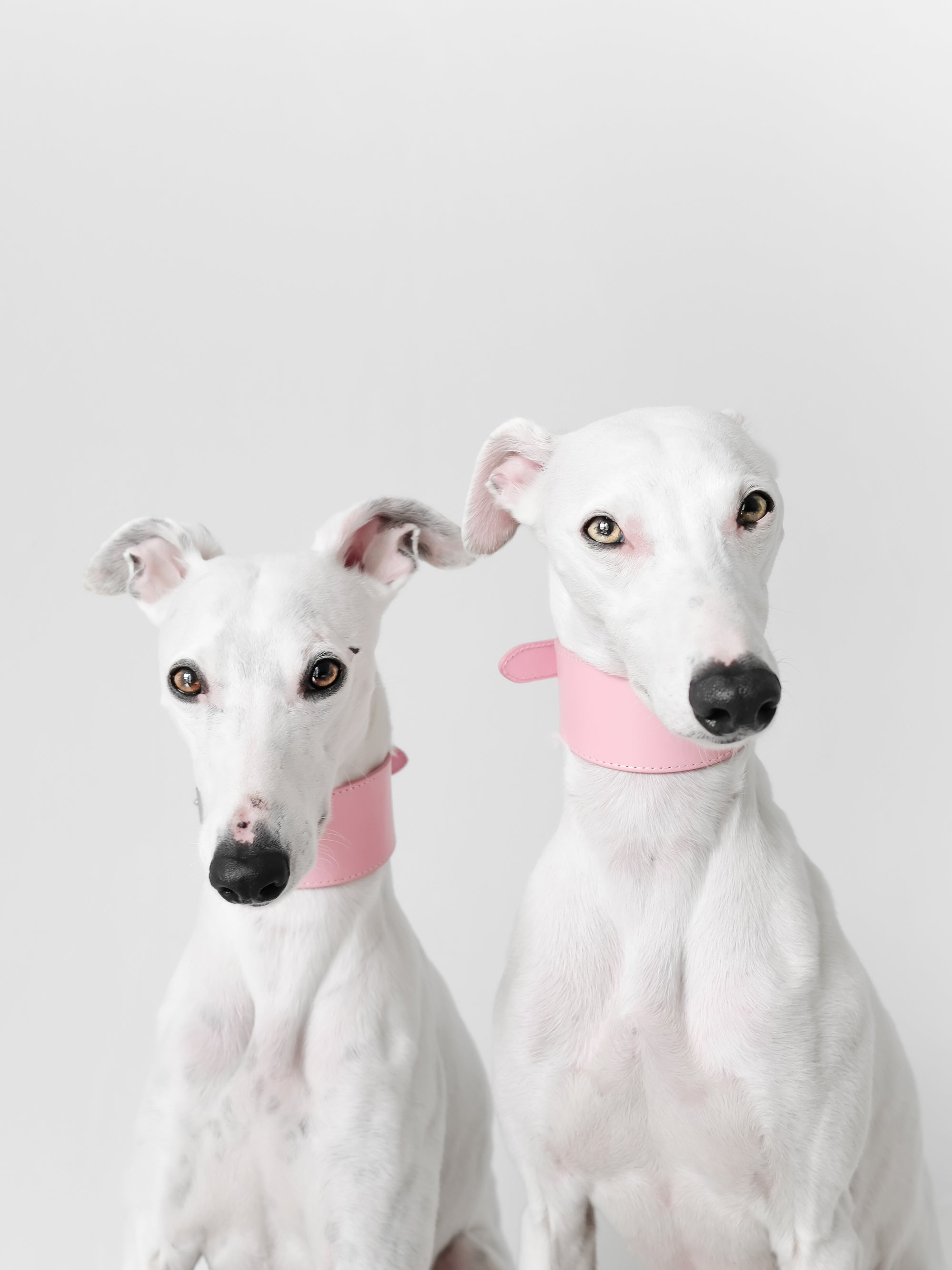 whippets-pink-dog-collar-medium-wide.jpg