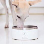 White Dog Bowl