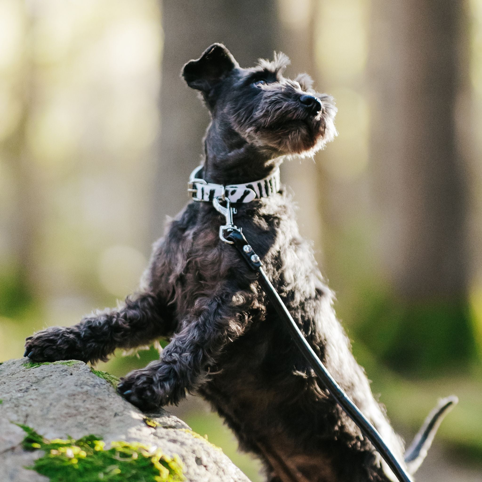 Zebra Dog Collar Thin