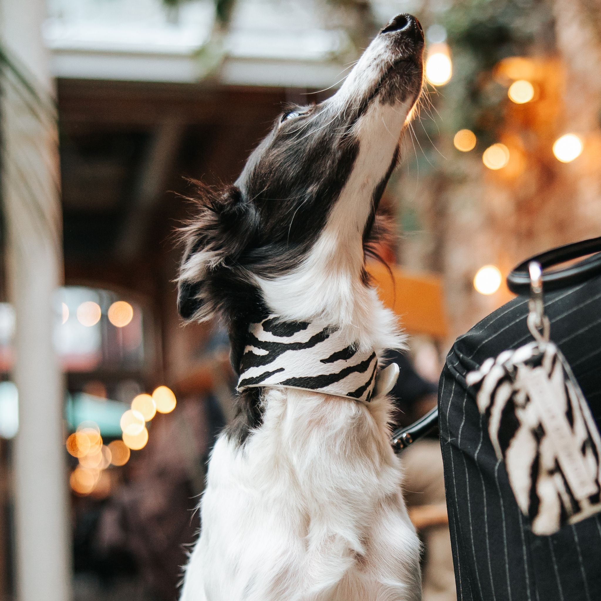Zebra Dog Collar Wide